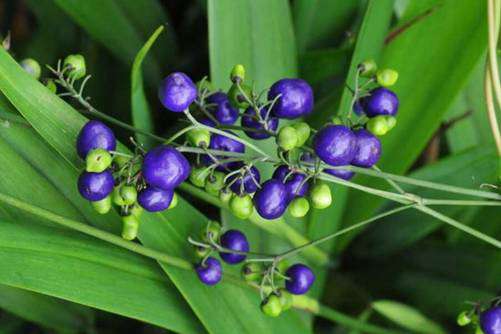 山菅有毒吗？山菅酷似兰花，果实漂亮却很危险