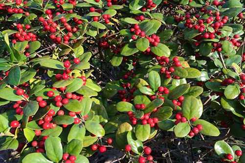 红果冬青的功效，红果冬青是火棘吗