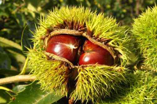 板栗怎么剥？板栗这样剥又快又好