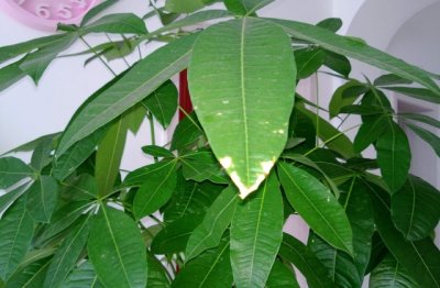 发财树的种植方法和注意事项