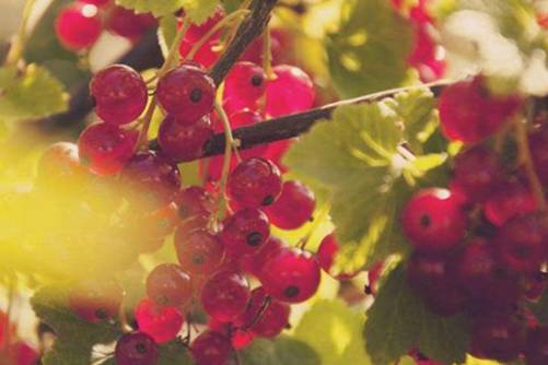 黑醋栗和红醋栗的区别？黑醋栗和红醋栗的不同在这里