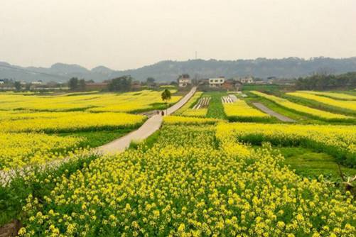 2019年国家扶持的种植项目，补贴金额分别有多少？