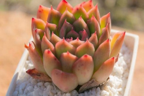 大和莲多肉养殖，多肉大和莲图片欣赏