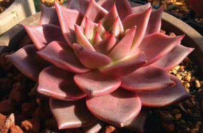 多肉罗密欧怎么养