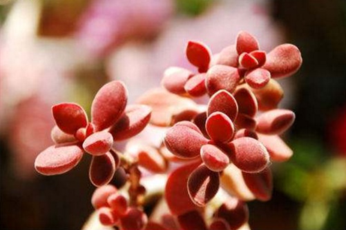 若歌诗怎么养 做到这四点,若歌诗又胖又可爱!