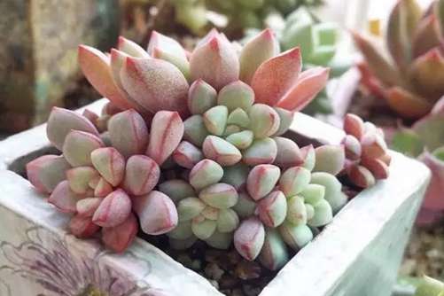 会变色的多肉，多肉界的“变色龙”你家有吗