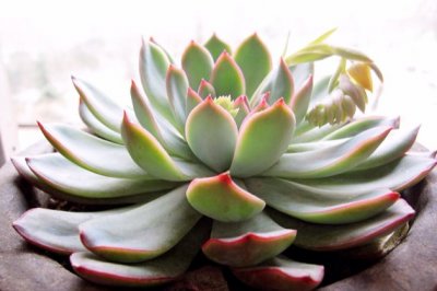 这些关于星座的多肉植物，你知道多少？