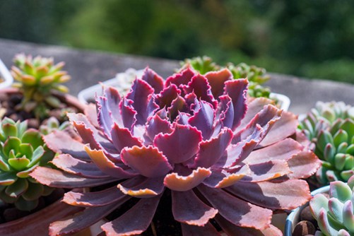 晚霞之舞多肉怎么养, 你知道养护晚霞之舞的几大禁忌吗?