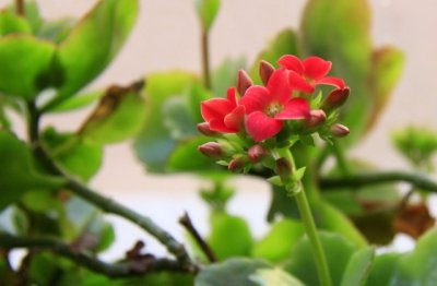 长寿花怎么养才好