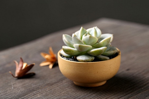 白牡丹多肉的养殖,多肉白牡丹怎么养爆盆