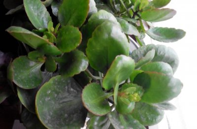 长寿花的养殖方法家庭养法