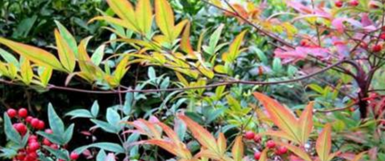 送老人最合适的花卉南天竹的花语