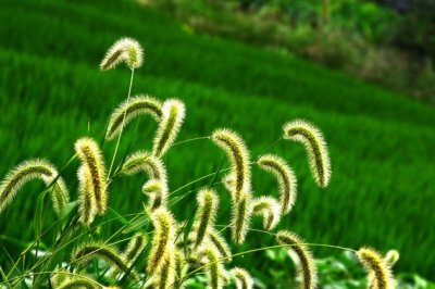 这8种植物给我们的童年带来了很多乐趣，你还记得它们吗？