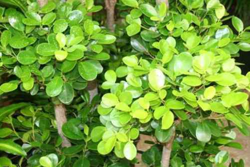 最旺宅的植物？这几种植物招财又旺宅,一定不容错过