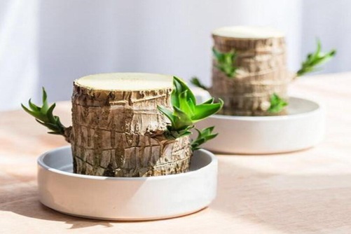 巴西木为什么叫幸运木，幸运木的功效与作用