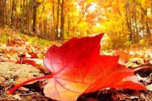 枫叶图片，一重山，两重山，山远天高烟水寒，相思枫叶丹