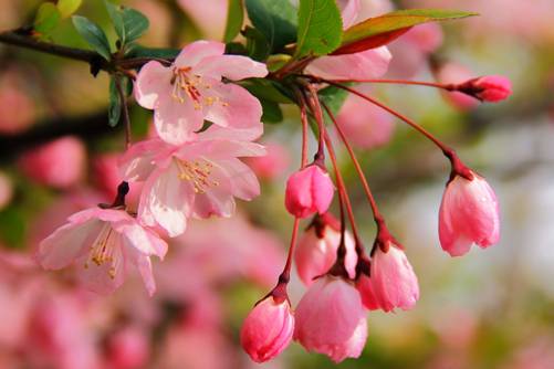 垂丝海棠的花期，垂丝海棠花儿开 疑似美人下凡来