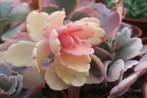 多肉植物玉吊钟怎么养？玉吊钟传说不死之身的多肉植物