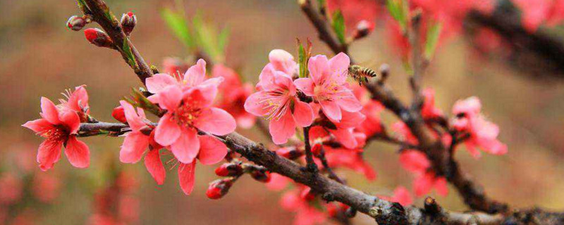 桃花花语