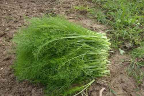 茴香苗的吃法，茴香苗最好吃的做法，没有之一