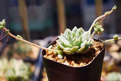 粉蔓和子持白莲的区别，观察这里就能轻松分辨