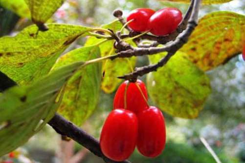 山茱萸的功效与作用，山茱萸被称为补肾明星