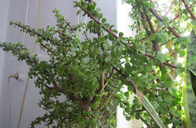 金枝玉叶可以放在室内养吗