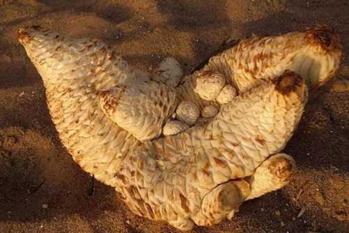 “沙漠人参”肉苁蓉图片，补而不峻，从容之兮