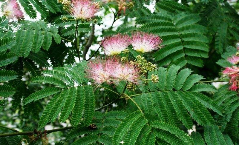 植物中有哪些好听又富含诗意的名字呢？