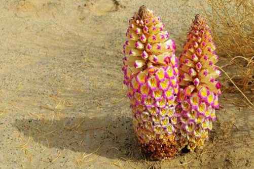 肉苁蓉的保存方法，肉苁蓉怎么挑选