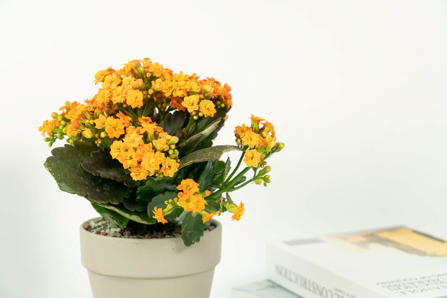 小巧玲珑的长寿花盆景