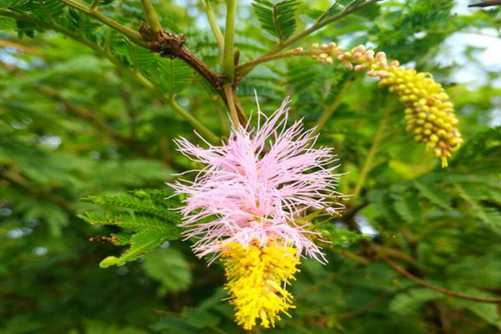 金合欢图片，黄衫漂细蕊 时拂女郎砧