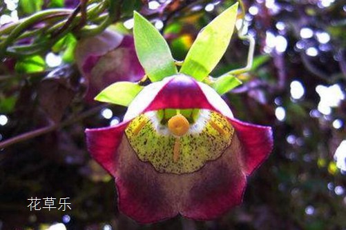 温文尔雅、气质高雅的羊乳花花语