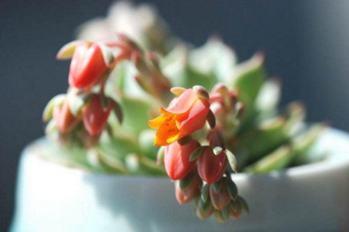 野玫瑰之精的养殖方法 野玫瑰之精怎么养才能出红爪