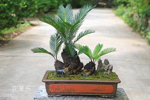 苏铁盆景应如何对叶片造型？如何矮化叶片？