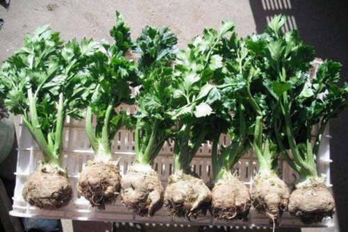 根芹的种植技术，根芹不仅味美还有降压利尿、提高食欲