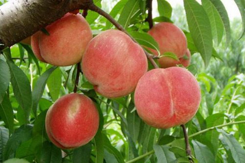 四川盛产什么水果，这些四川水果你吃过几种