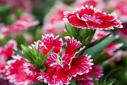 石竹花功效，治病养生与赏心悦目并存