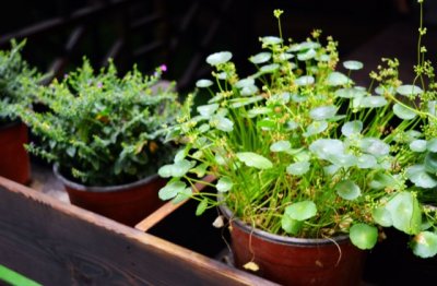 铜钱草怎么种植