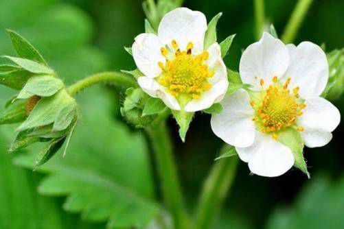 草莓的做法，草莓的花样做法，你知道吗