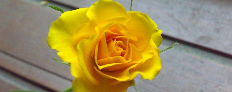 黄玫瑰的花语是什么意思