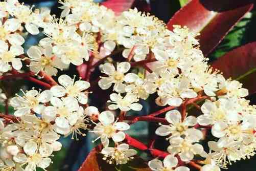 石楠花为什么叫最“污花”？石楠花 真正会呼吸的痛