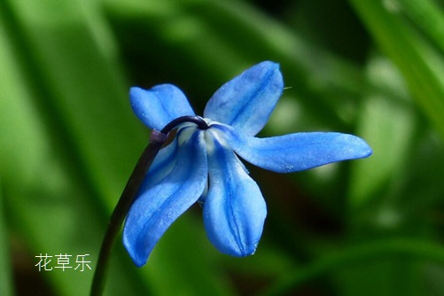 蓝星花有什么独特之处?先看看蓝星花的花语介绍吧！