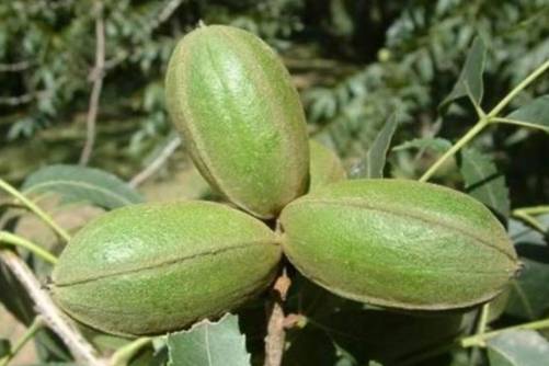 长寿果的营养价值，吃长寿果好处多多你get到了吗