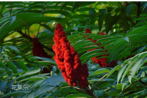 火炬树用途及生长习性，我将于巨变中生还