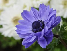 1月17日生日花：银莲花花语