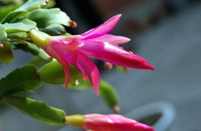 新手怎么养花才能养好