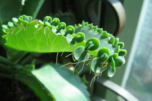 多肉不死鸟的品种  大叶不死鸟最漂亮