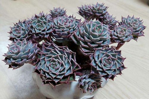 多肉怎么养肥养美？入门小白必看多肉养殖攻略