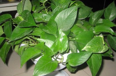 绿萝怎么养家庭养法